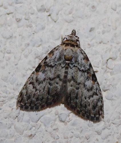 Meganola strigula